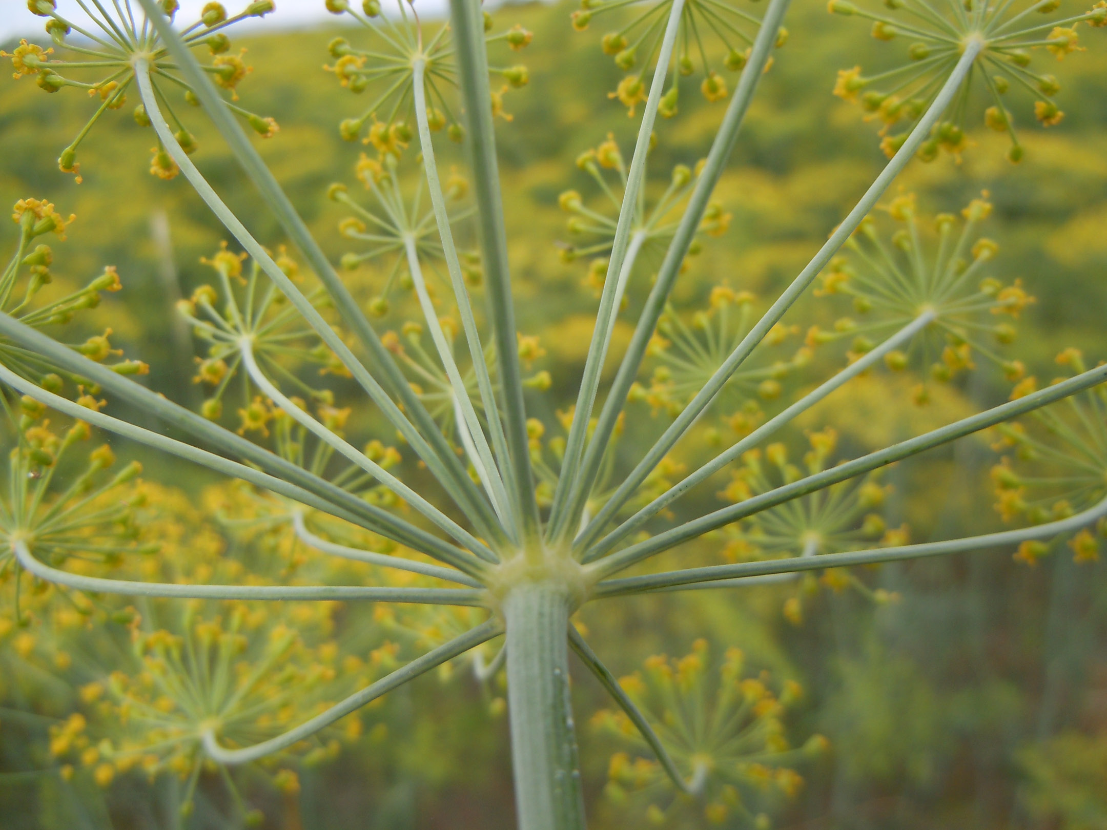 Anethum graveolens